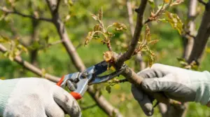 Mani con guanti potano un ramo di albero con cesoie da giardino