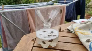 Trappola fai-da-te per cimici con due bottiglie di plastica e liquido, vicino a stendibiancheria