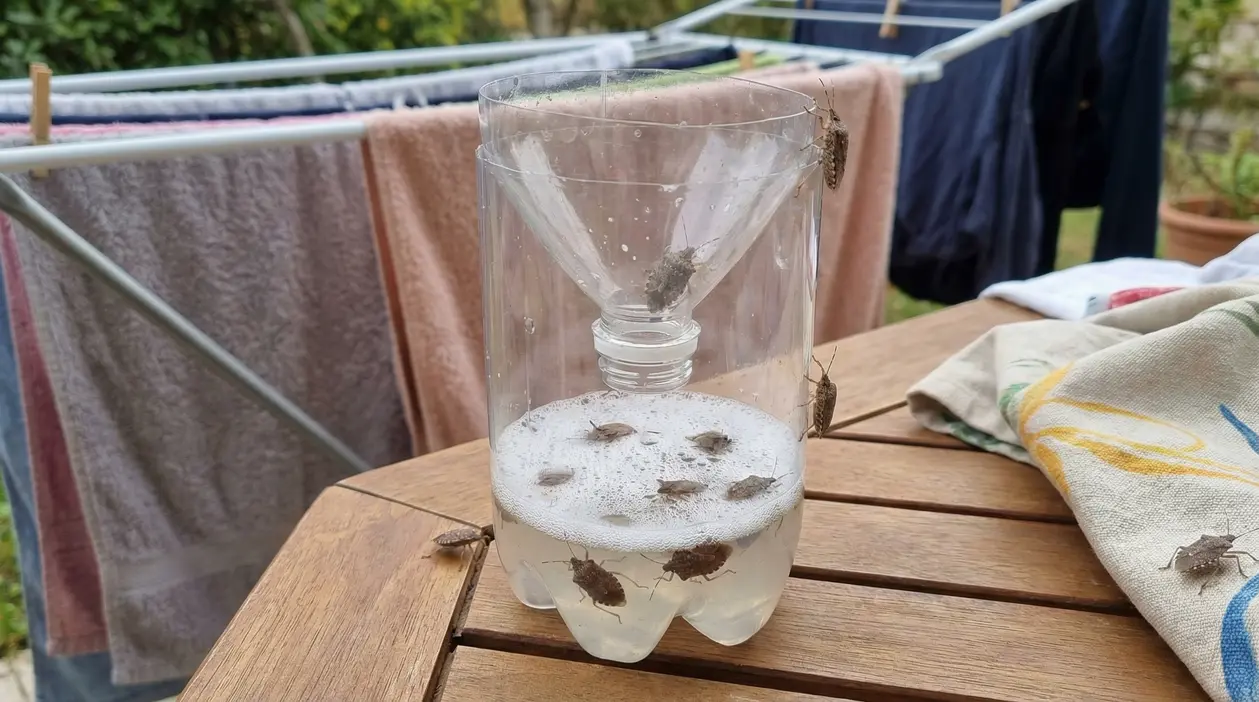 Trappola fai-da-te per cimici con due bottiglie di plastica e liquido, vicino a stendibiancheria